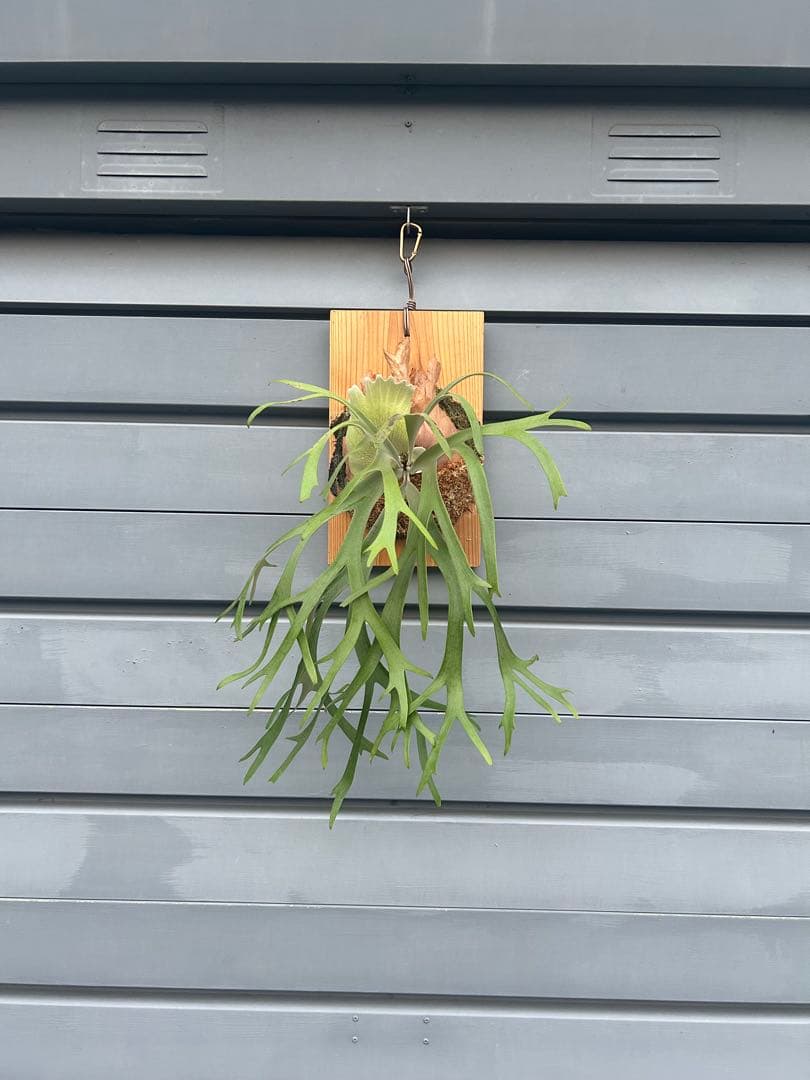 YUSAKU　伊弉諾　izanagi 子株　大きめ