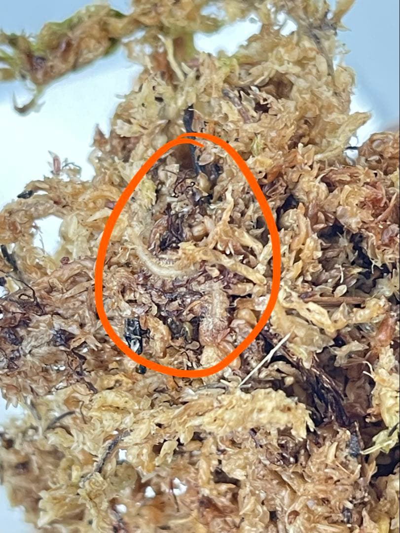 ザミオクルカス ブラック ピンクバリエガータ斑入りZZ plant 15