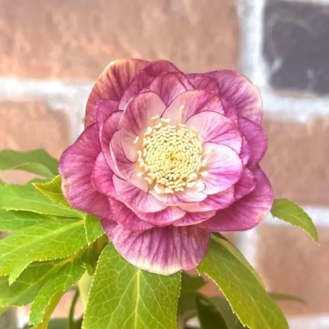 クリスマスローズ　広瀬園芸