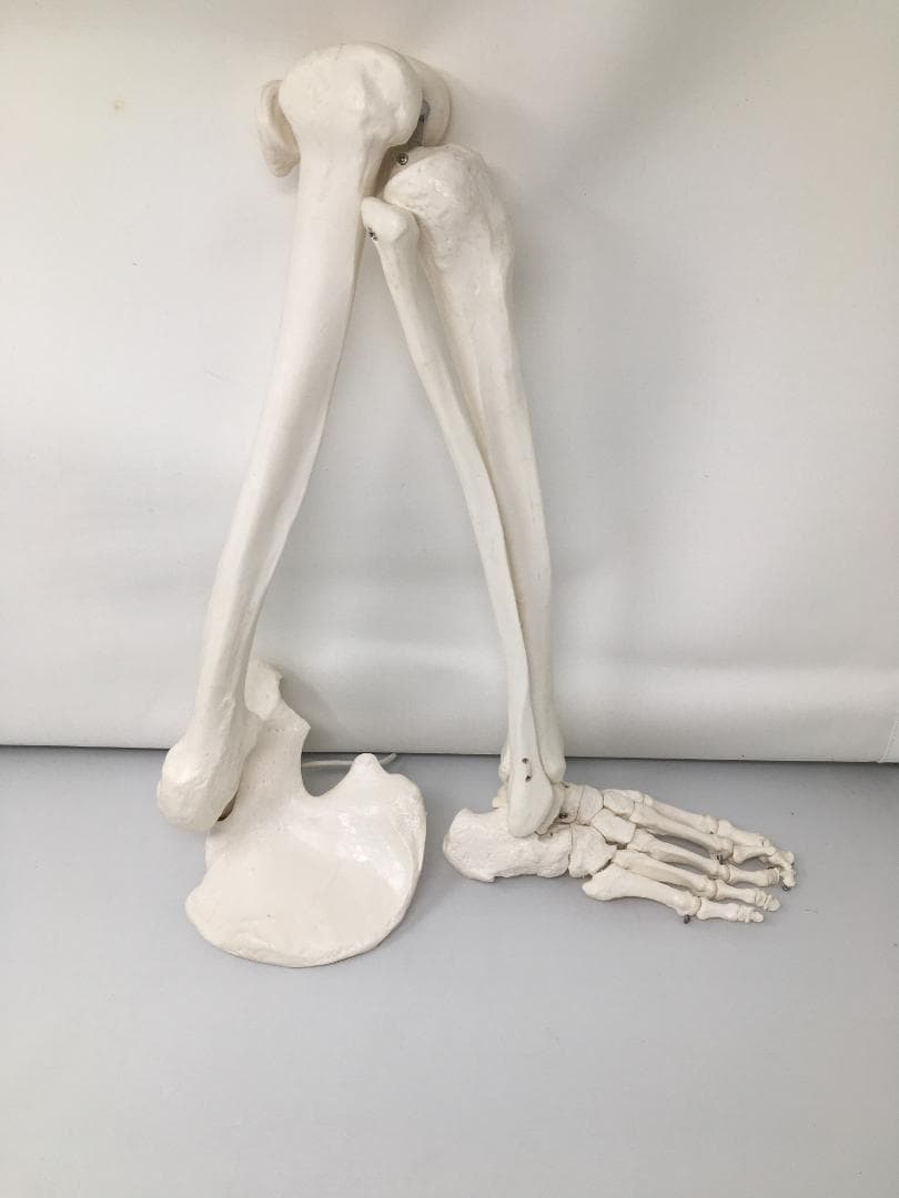 人体骨格模型　右下肢骨モデル　実物大プラスチック製 約60cm