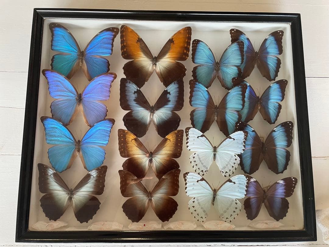 【蝶標本】タイヨウモルフォ他