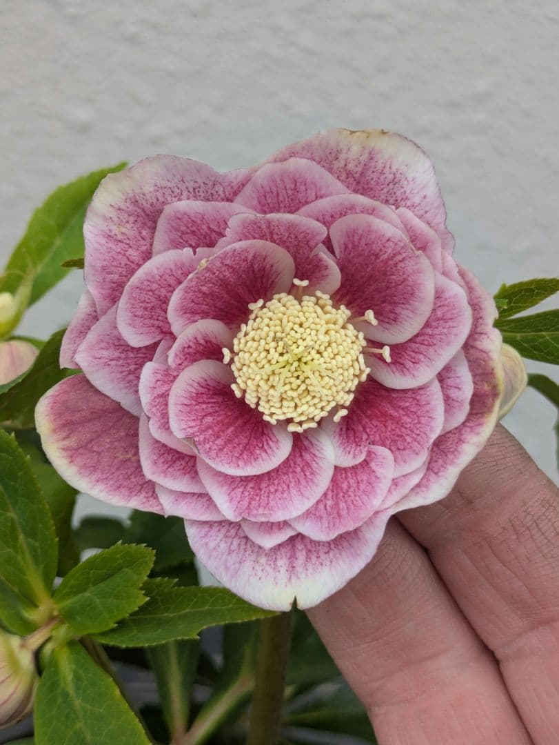 【広瀬園芸】アンティークピンク 白覆輪 多弁リバーシブル 極美ベイン