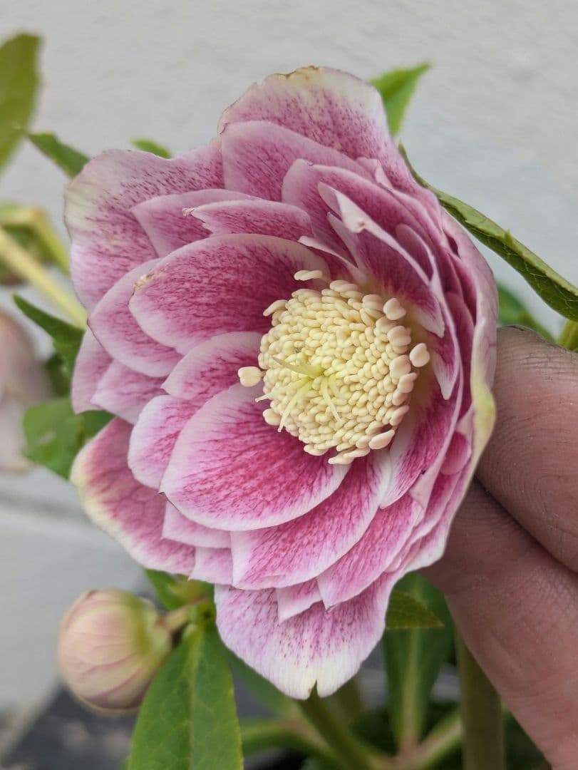 【広瀬園芸】アンティークピンク 白覆輪 多弁リバーシブル 極美ベイン