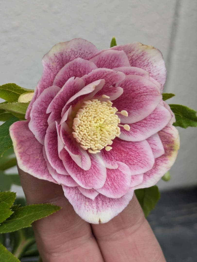 【広瀬園芸】アンティークピンク 白覆輪 多弁リバーシブル 極美ベイン