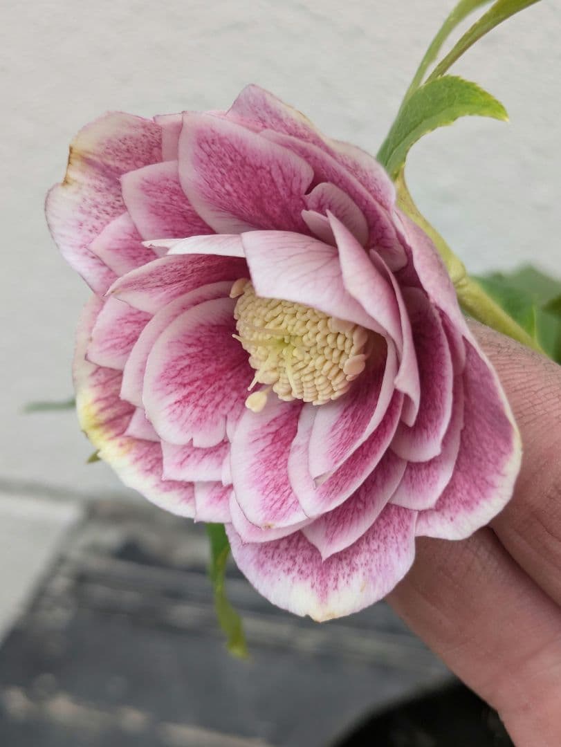 【広瀬園芸】アンティークピンク 白覆輪 多弁リバーシブル 極美ベイン