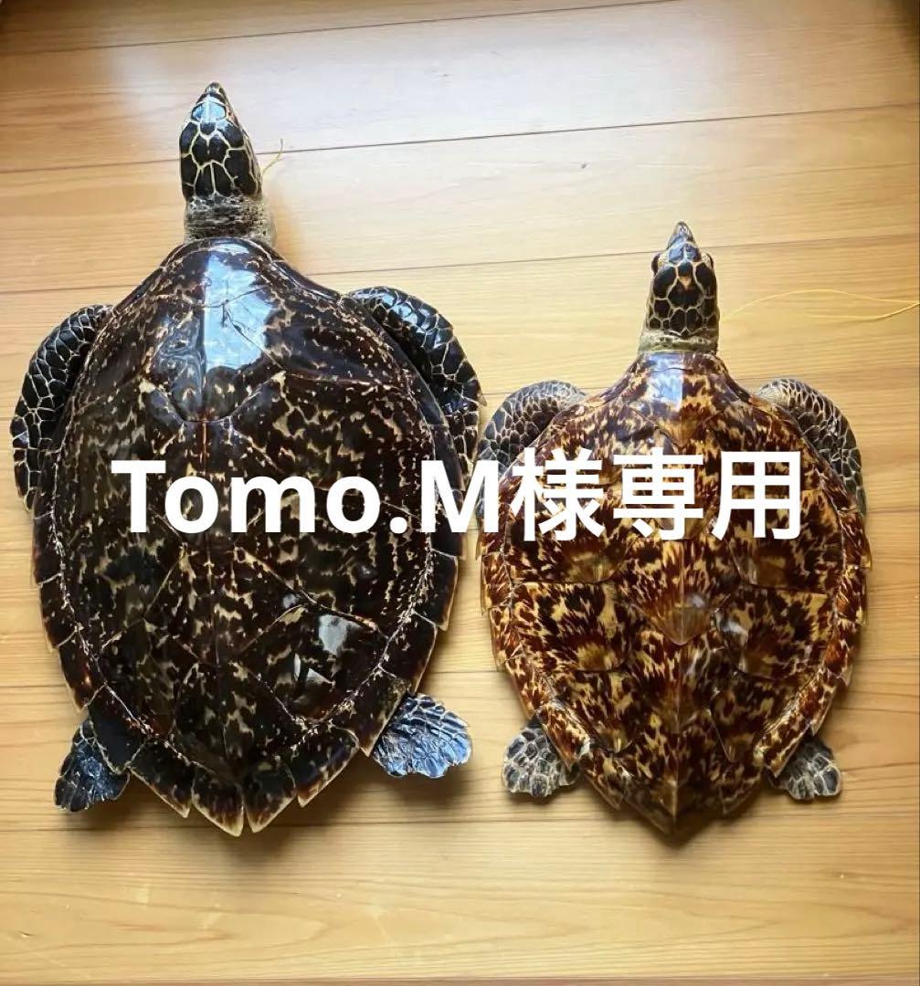 タイマイ　ウミガメ 剥製　2体 国際希少野生動植物種登録票あり