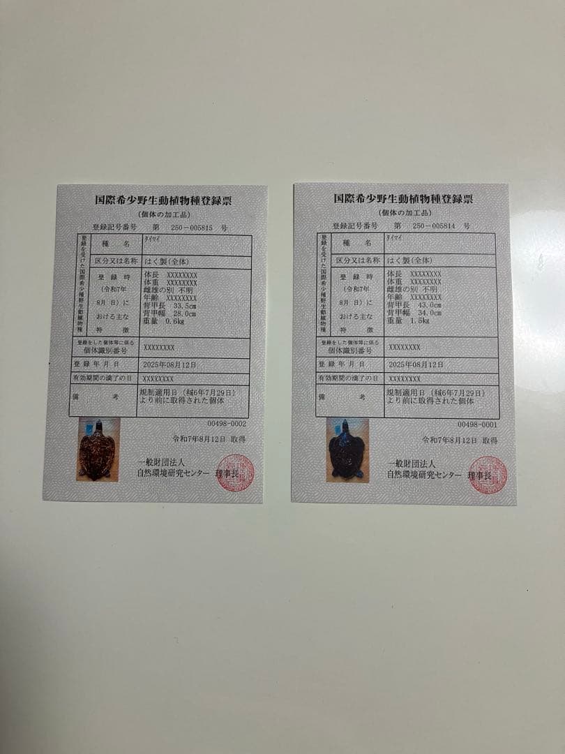 タイマイ　ウミガメ 剥製　2体 国際希少野生動植物種登録票あり