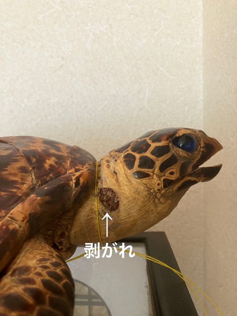 タイマイ　ウミガメ 剥製　2体 国際希少野生動植物種登録票あり