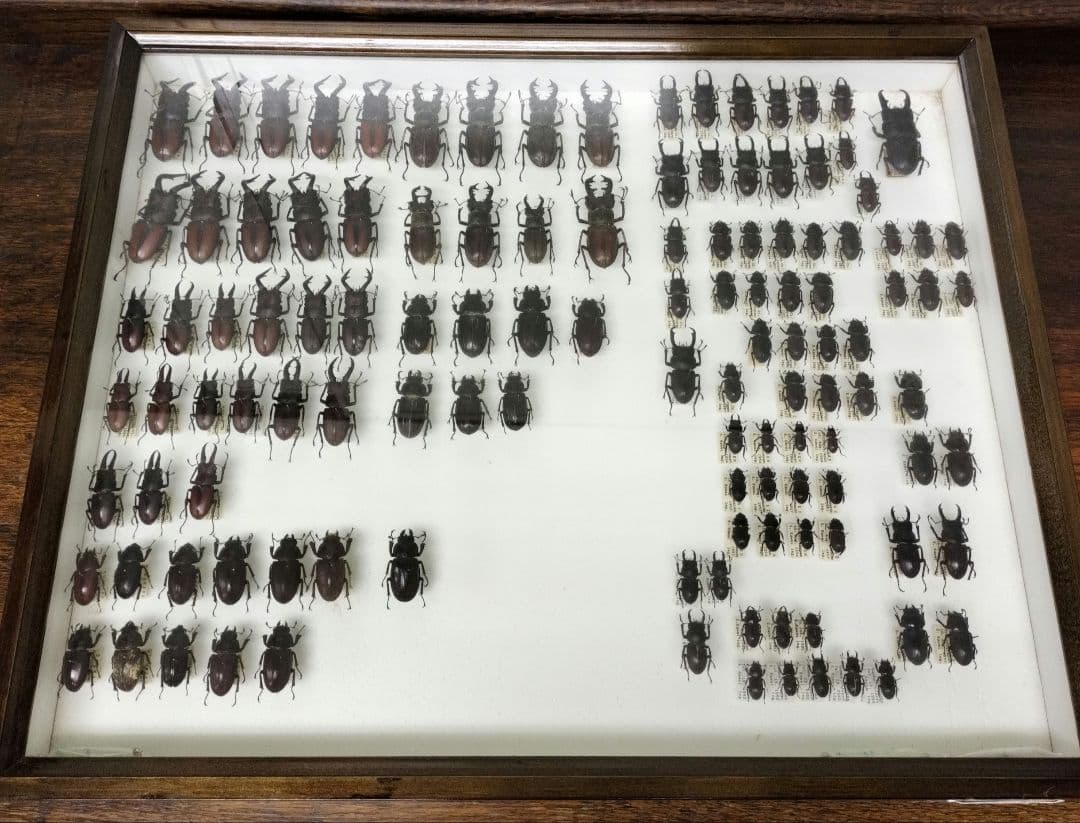 クワガタ標本箱　122匹　JAPAN