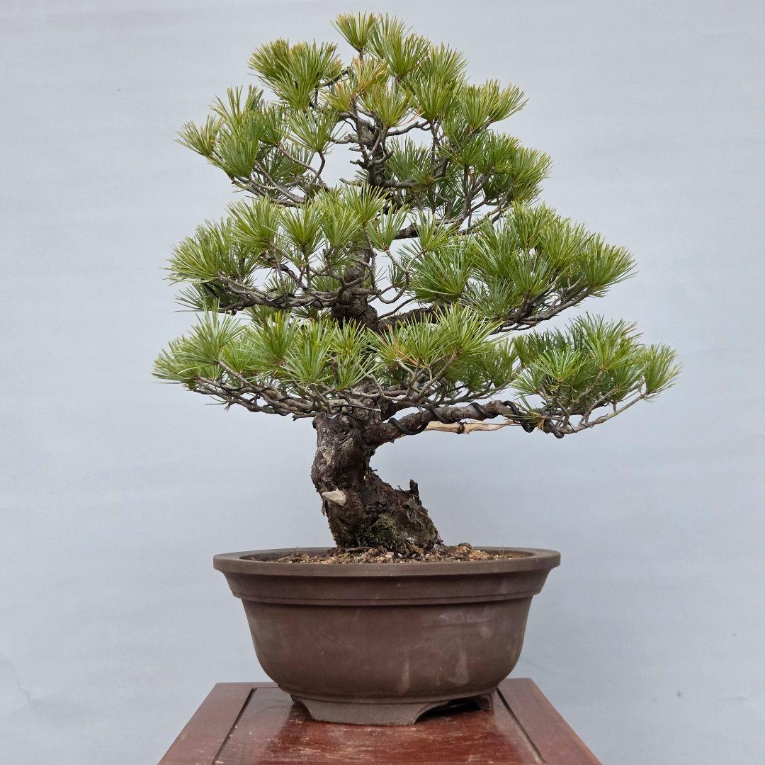 五葉松　[斜幹模様木]　中品盆栽