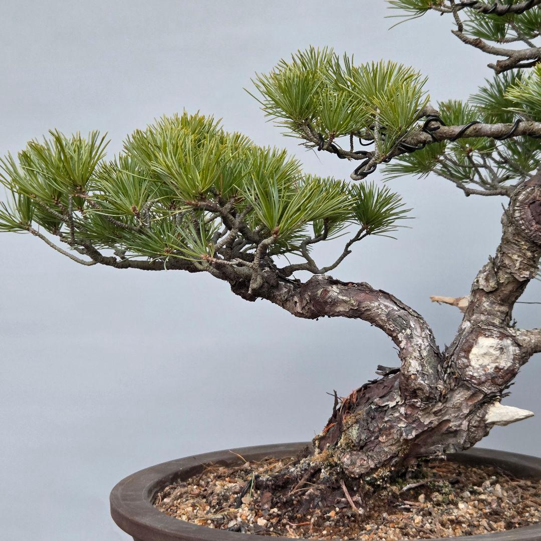 五葉松　[斜幹模様木]　中品盆栽