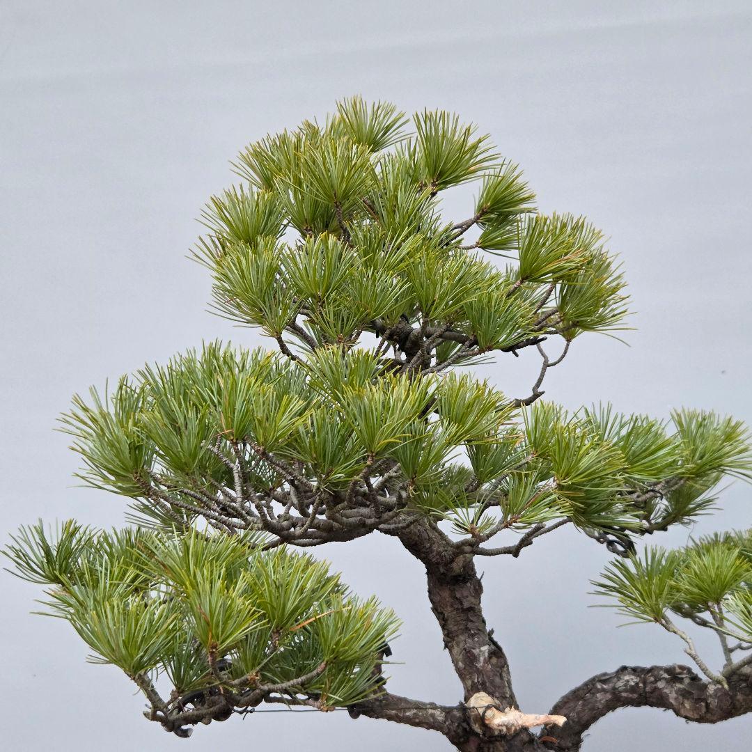 五葉松　[斜幹模様木]　中品盆栽