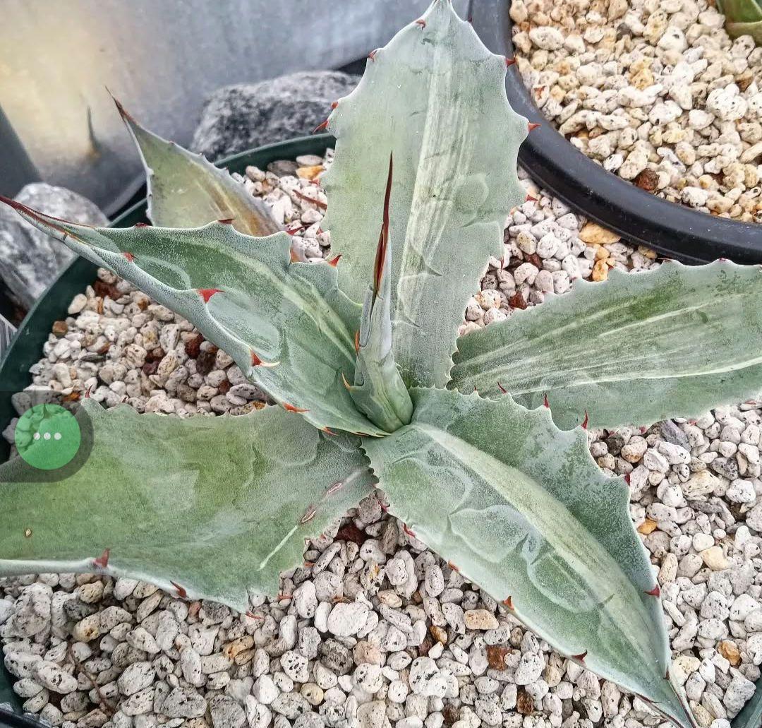 アガベ　オバティフォリア　縞斑　パリー　トランカータ　斑入り　パラサナ　モンタナ