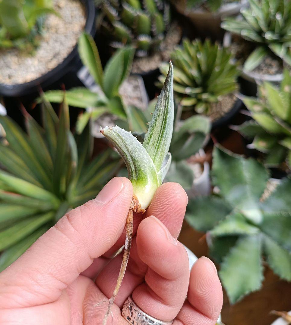 アガベ　オバティフォリア　縞斑　パリー　トランカータ　斑入り　パラサナ　モンタナ