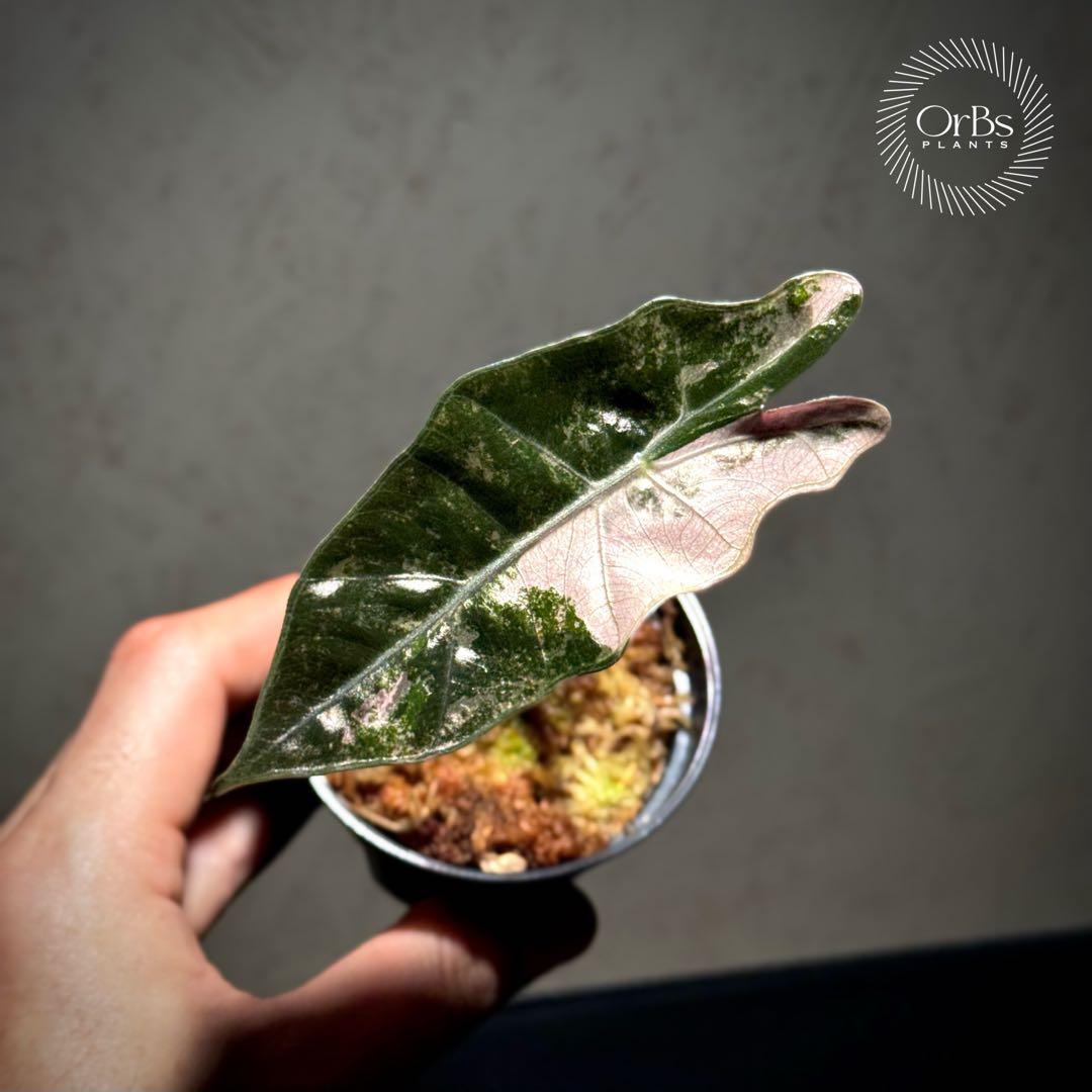 【芋から育成】アロカシア プセウド サンデリアーナ ピンク斑入り 美斑 流通少