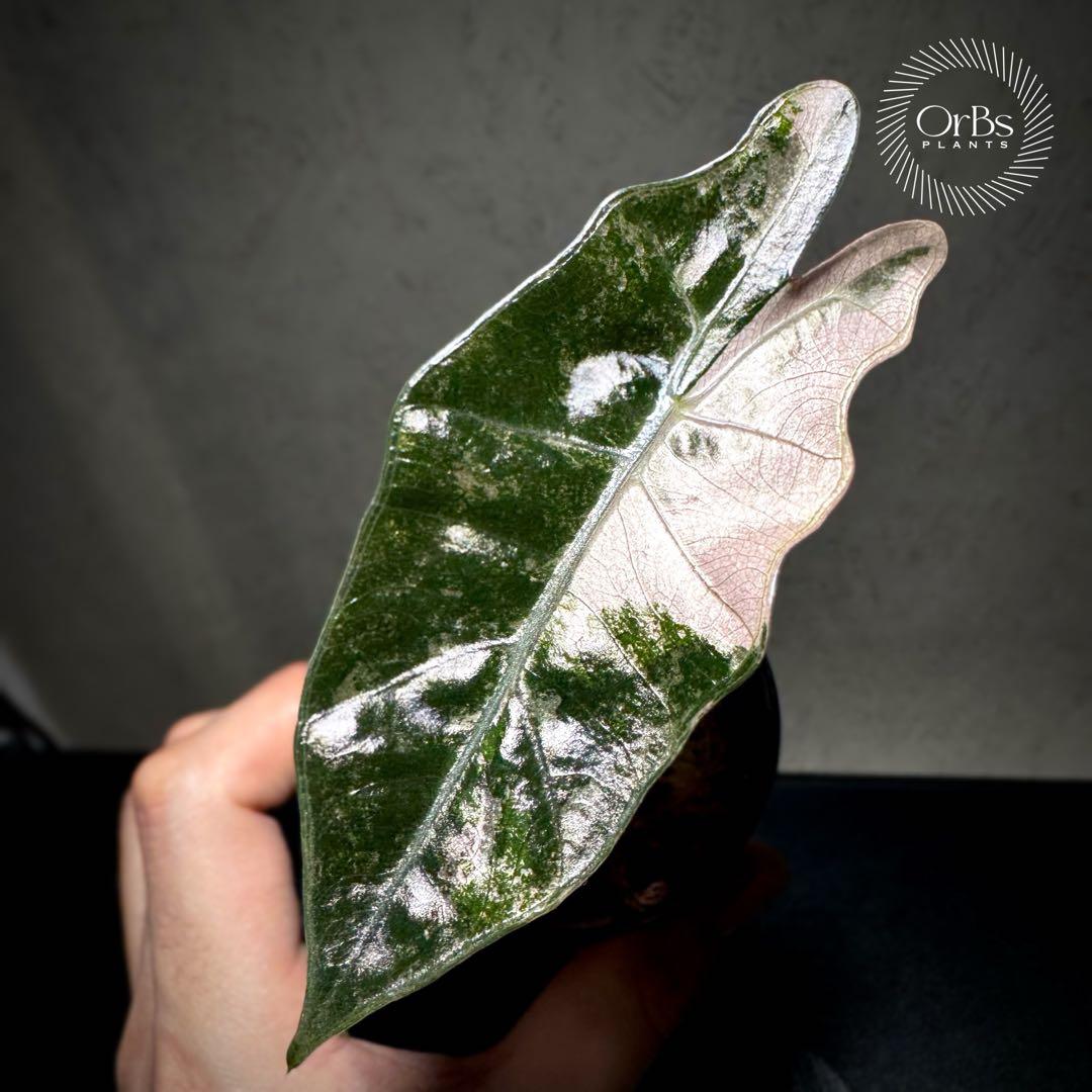 【芋から育成】アロカシア プセウド サンデリアーナ ピンク斑入り 美斑 流通少