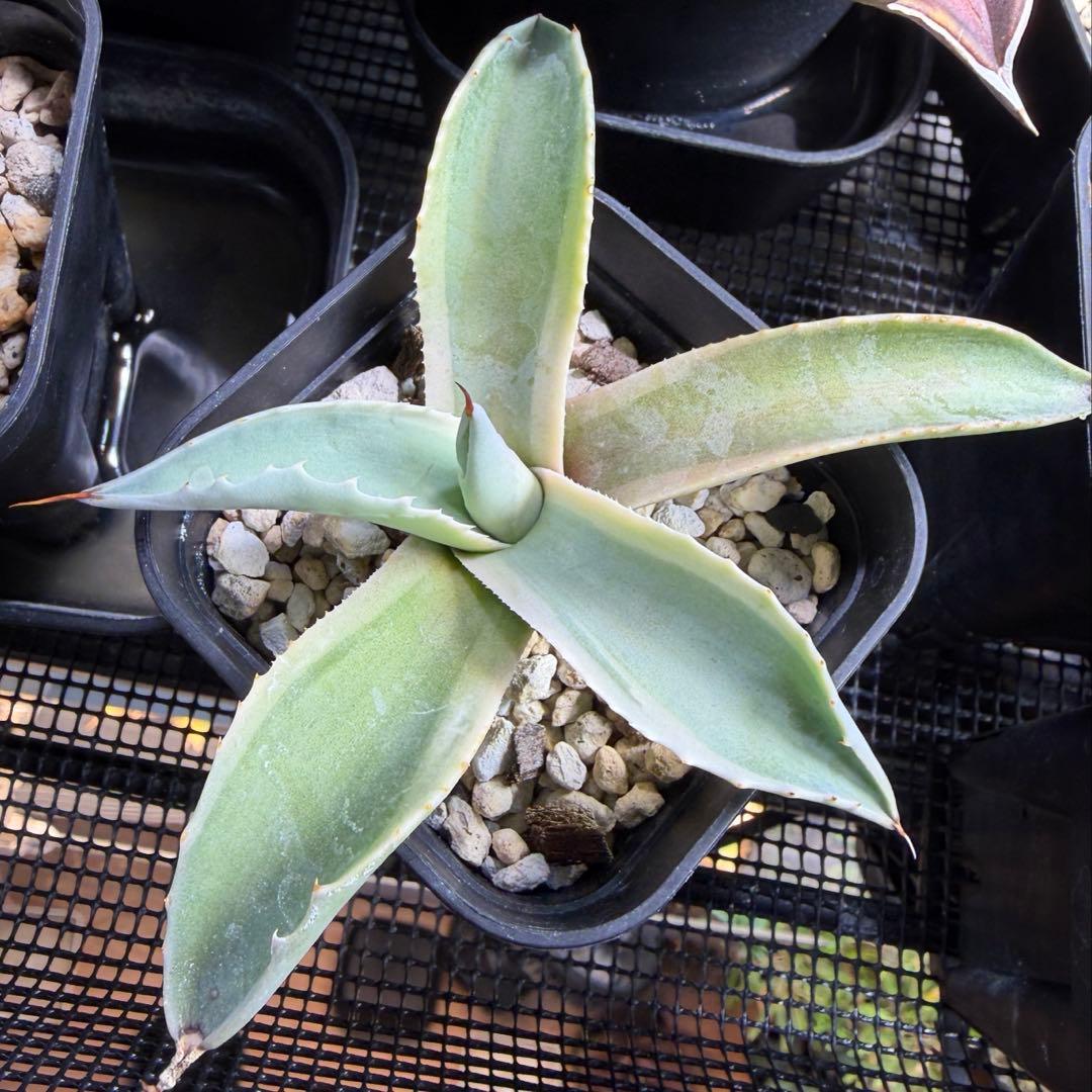 Agave ovatifolia 'Moby' アガベ オバティフォリア　斑 錦