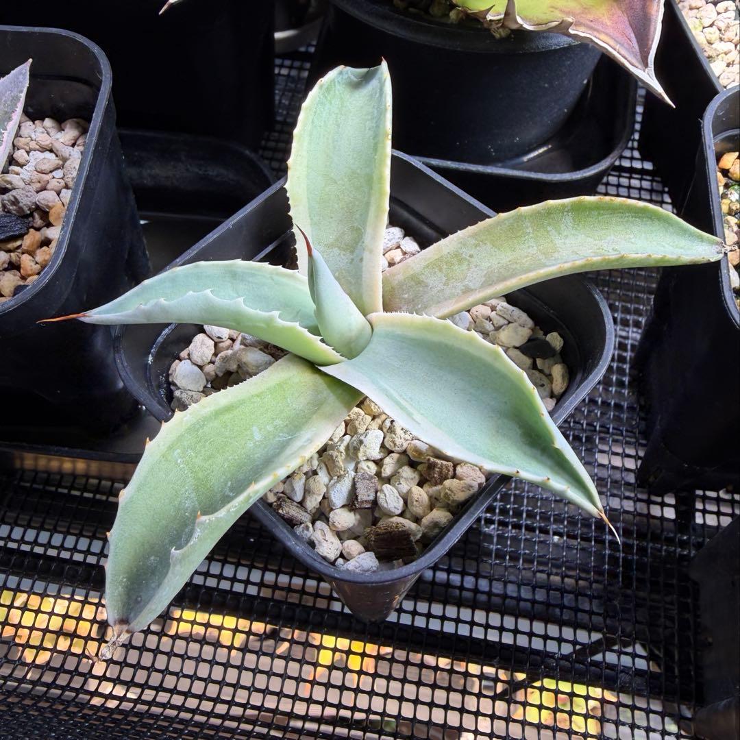 Agave ovatifolia 'Moby' アガベ オバティフォリア　斑 錦