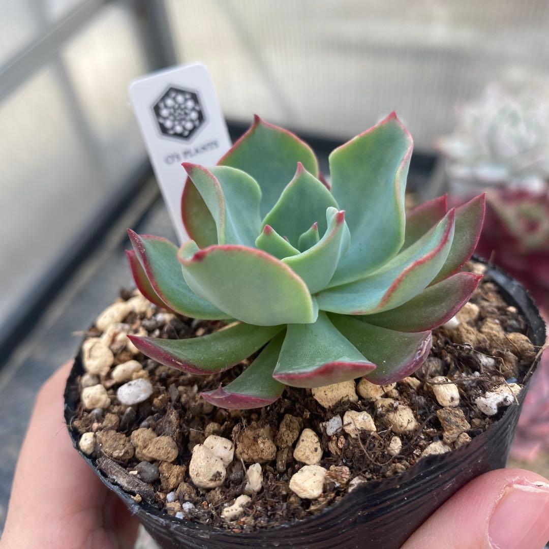 多肉植物　エケベリア　青典牡丹　オーズさん苗　札付き