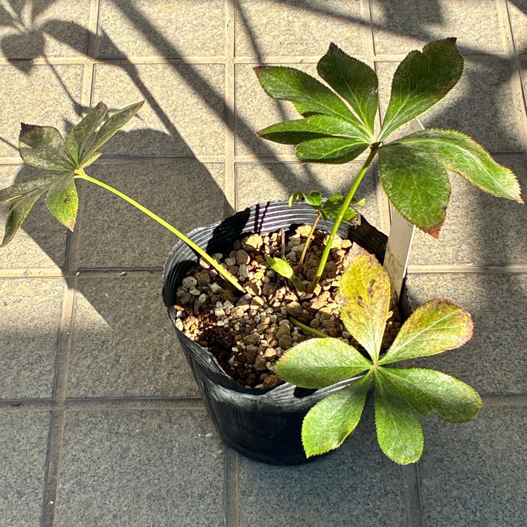 も*子様 ☘️限定1株☘️直筆タグ付☘️蕾付☘️大株☘️3388⭐️WM原生地採