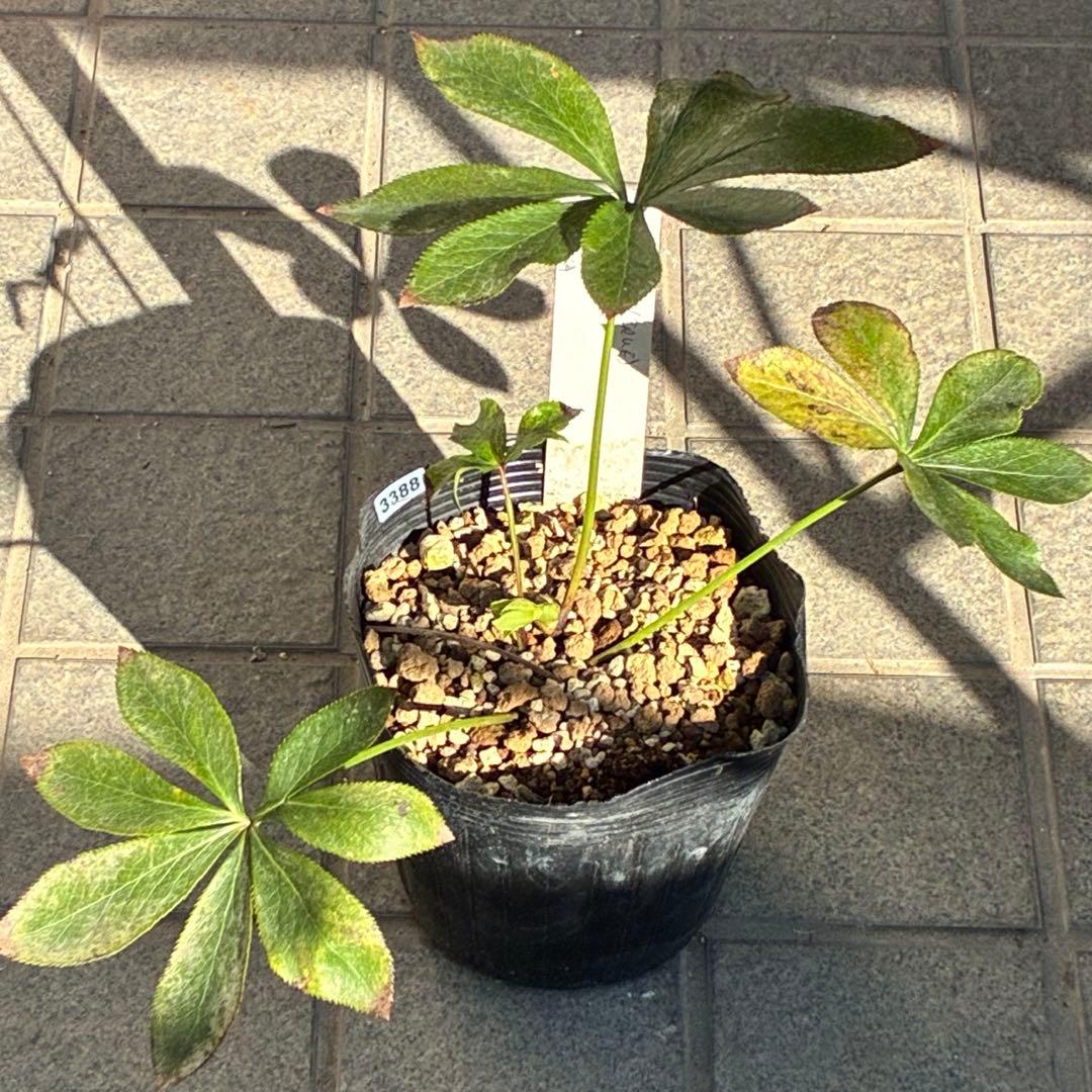 も*子様 ☘️限定1株☘️直筆タグ付☘️蕾付☘️大株☘️3388⭐️WM原生地採