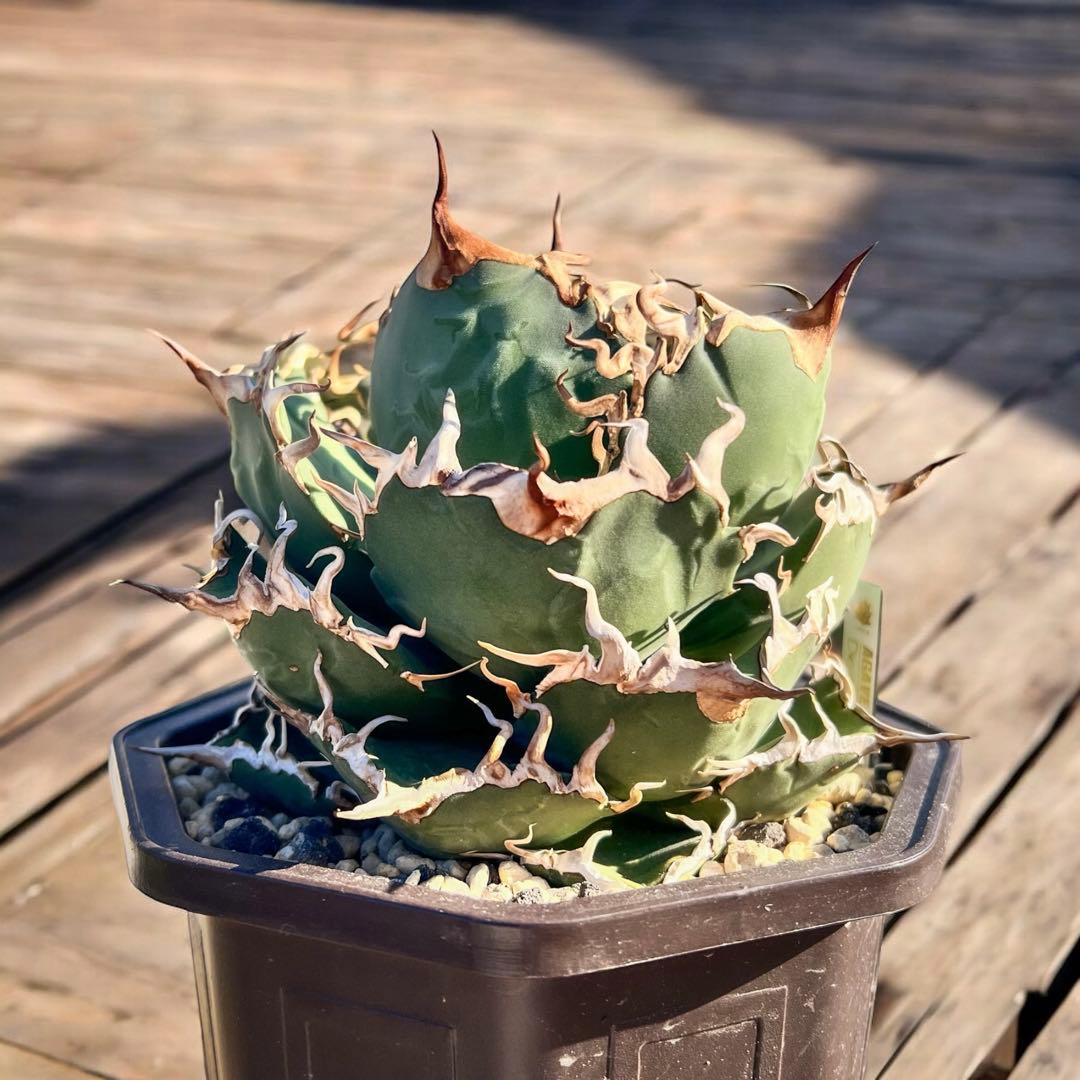 さ*良様 台湾　デニス020 大株