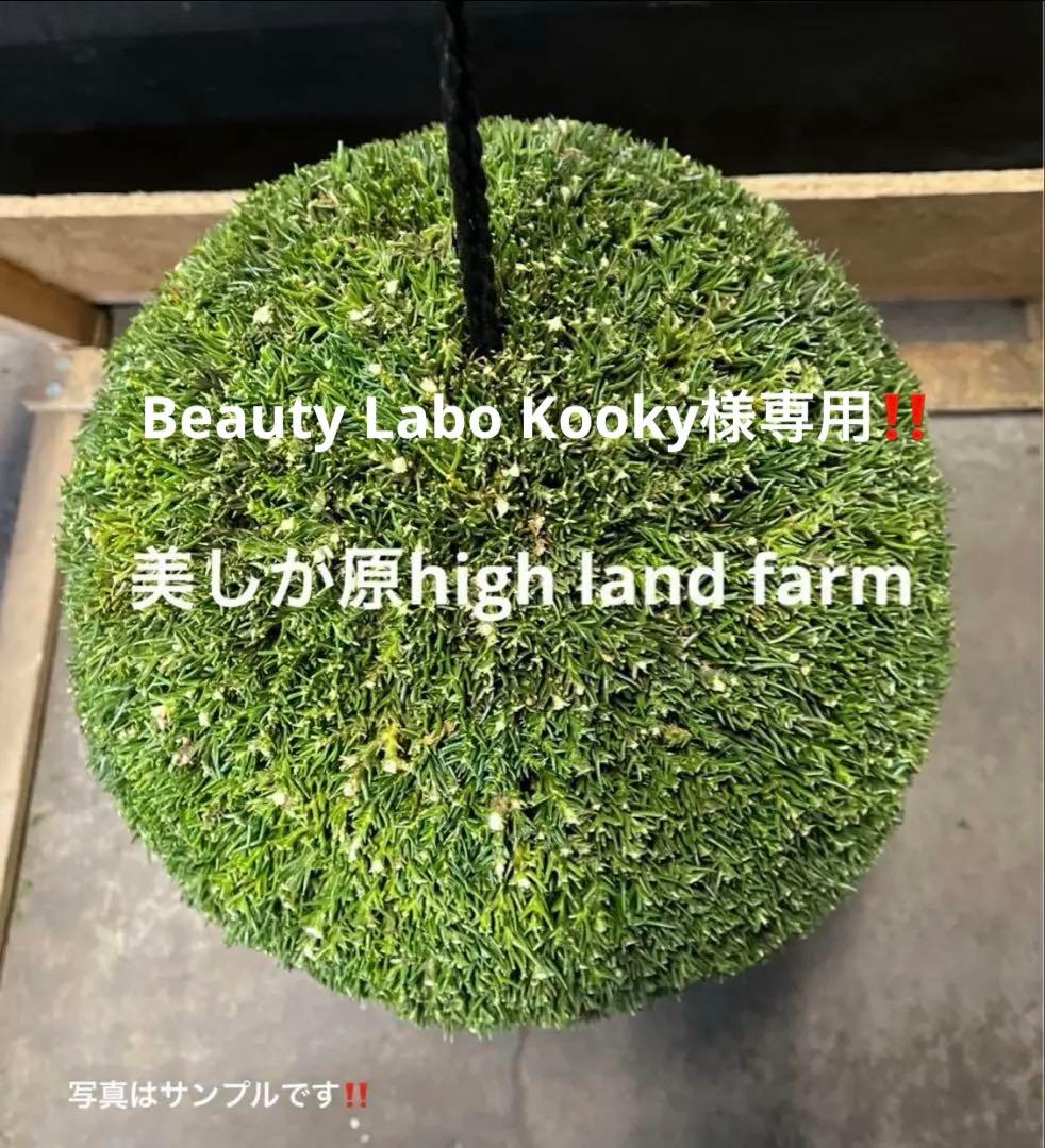 杉玉　約50センチ‼️お客様ご注文品♪