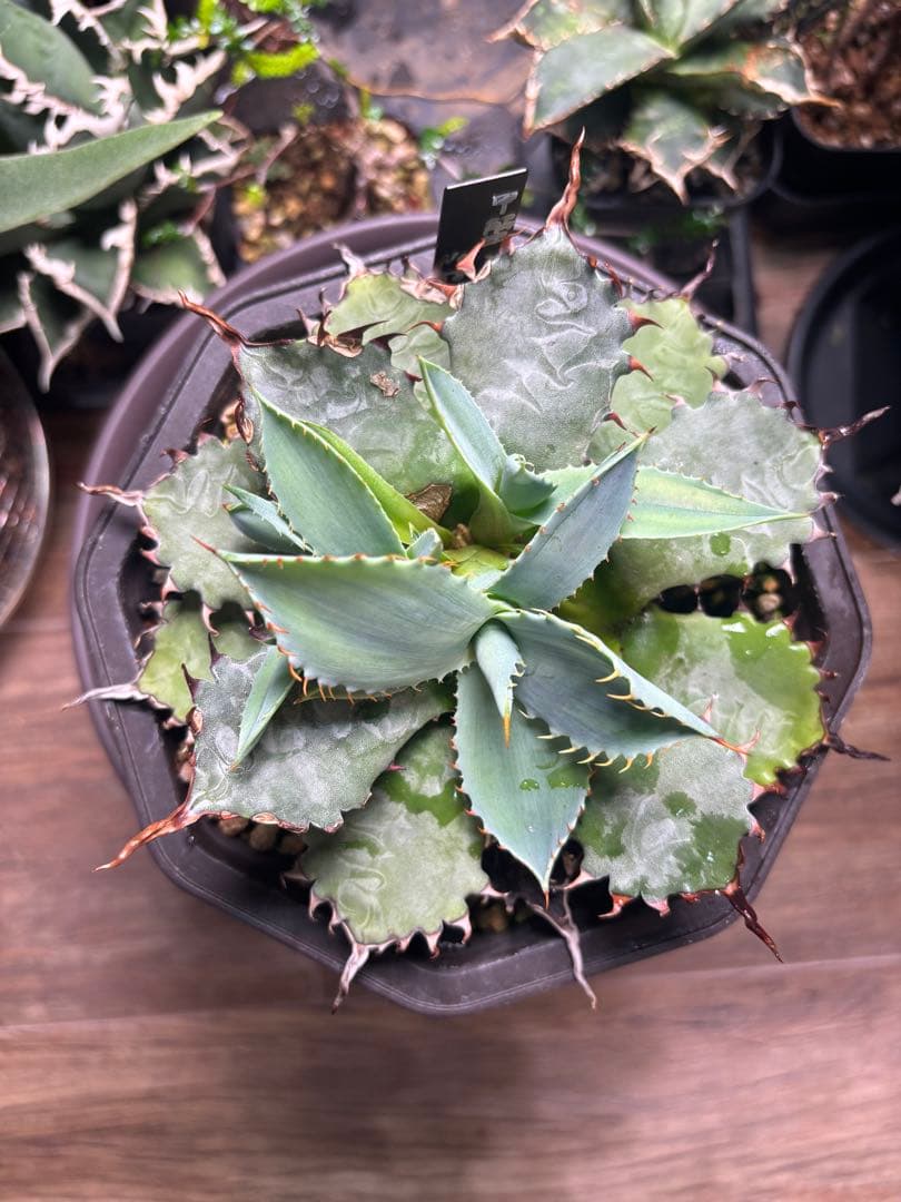 アガベ　ハイブリッド　甲蟹×屈原の舞扇　子株