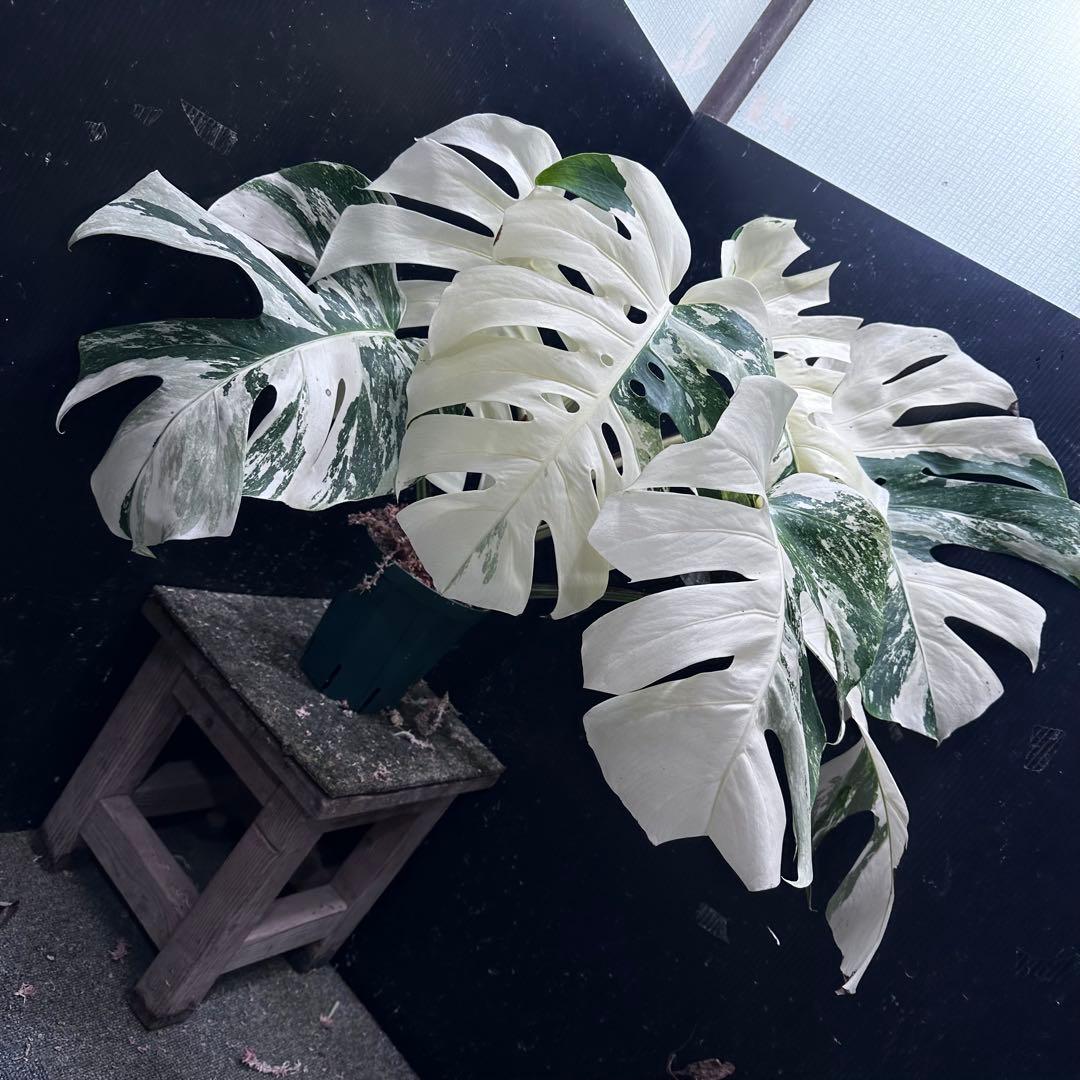 n*゜様 斑入りモンステラ ホワイトタイガー極美大株63cm白斑多