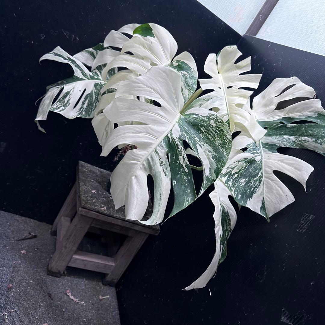 n*゜様 斑入りモンステラ ホワイトタイガー極美大株63cm白斑多