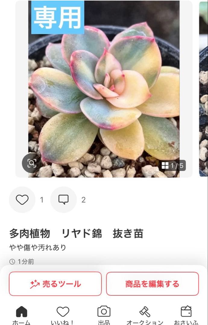 多肉植物　摘芯株　リラシナ錦&リヤド錦&ブルーメタル錦&フラメンコ錦他