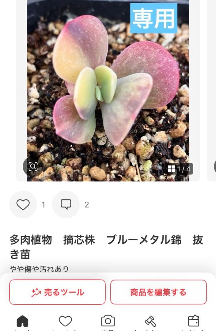 多肉植物　摘芯株　リラシナ錦&リヤド錦&ブルーメタル錦&フラメンコ錦他