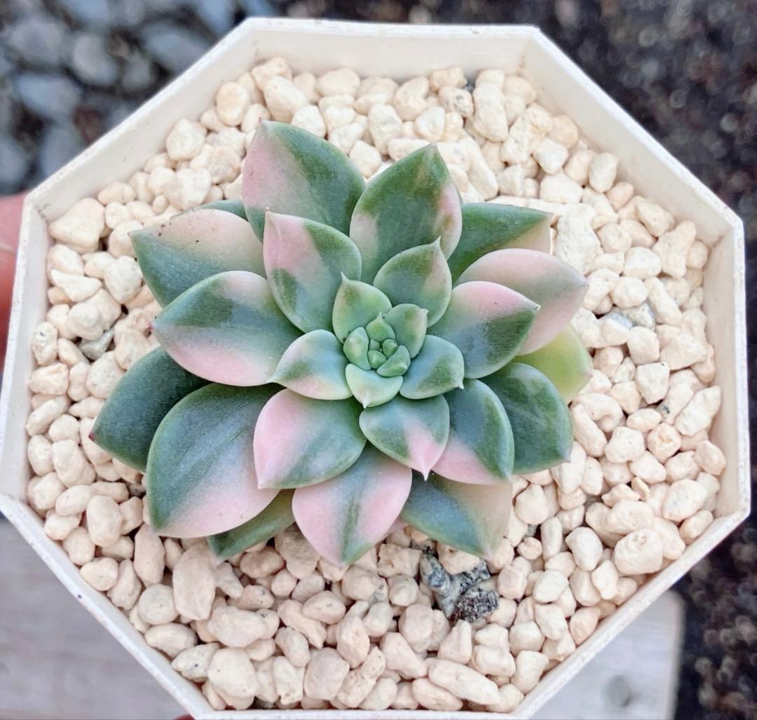 多肉植物　摘芯株　リラシナ錦&リヤド錦&ブルーメタル錦&フラメンコ錦他