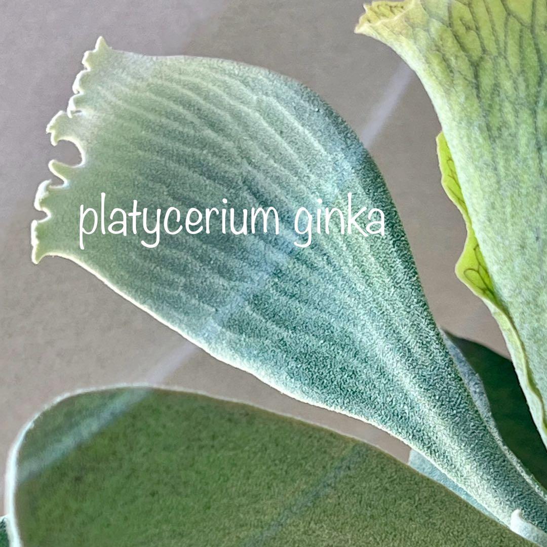 OC子株 platycerium ginka 銀華 pup ギンカ62ビカクシダ
