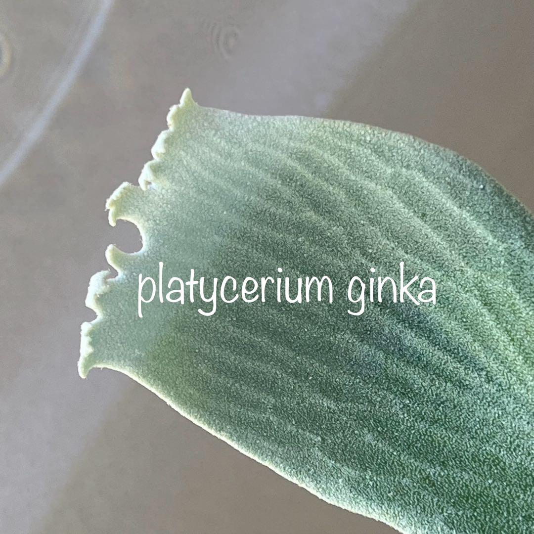 OC子株 platycerium ginka 銀華 pup ギンカ62ビカクシダ