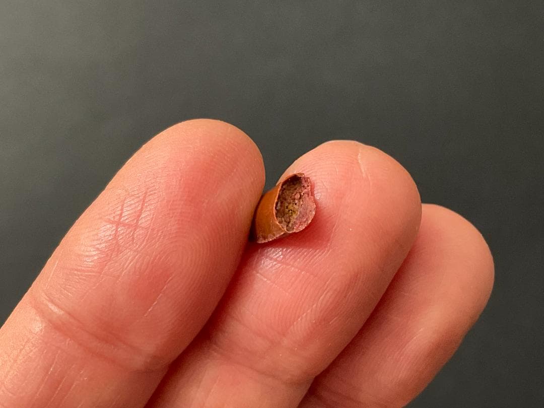 恐竜の歯 化石 [DS359] アベリサウルス 恐竜の化石