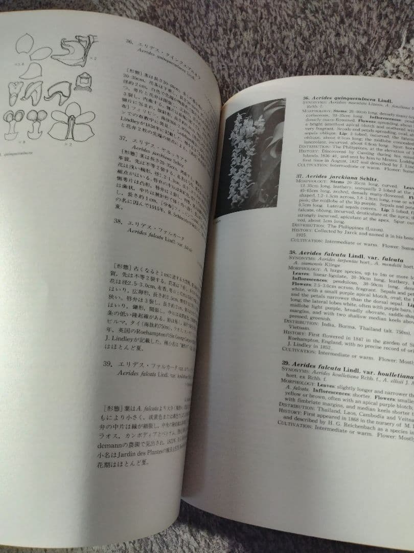 世界の野生蘭ORCHIDATLAS VOL.8 Dr.KOJI KARASAWA