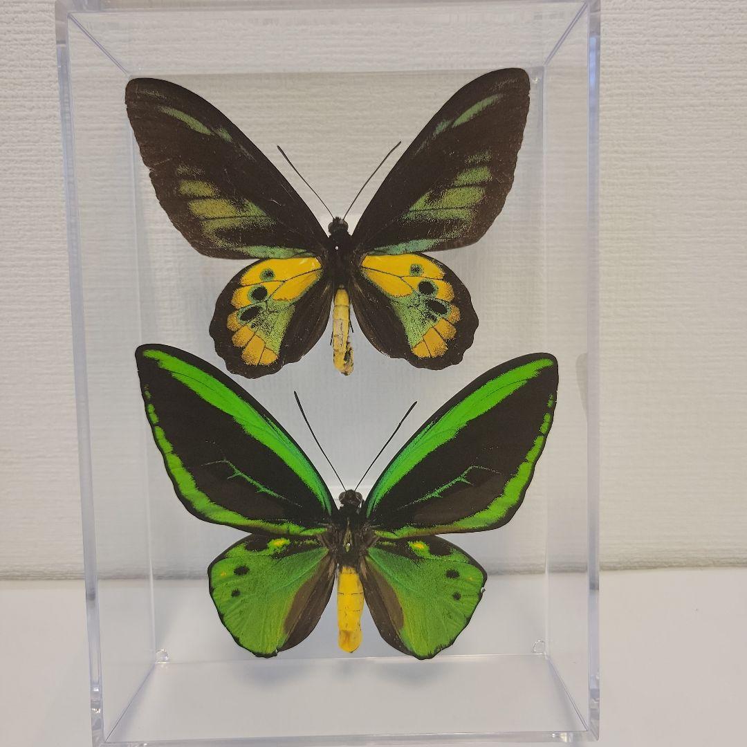 蝶の標本　トリバネチョウの世界(AA特)