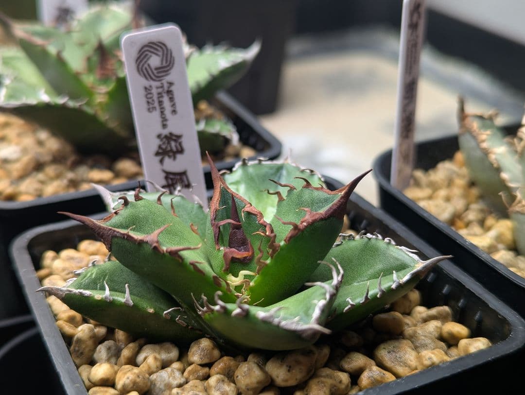 もふもふえんさん用