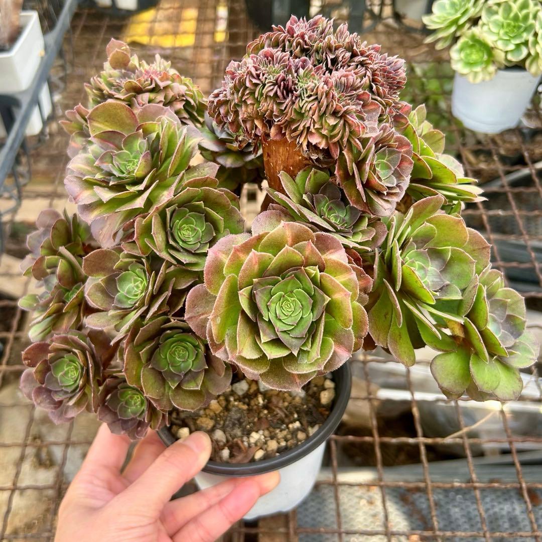 確認専用‼️アエオニウム　コレクション