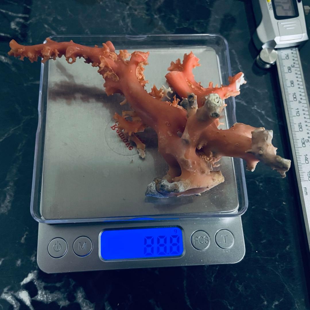本珊瑚　珊瑚原木　桃珊瑚　赤サンゴ　置物　宝石珊瑚　ルース　重さ88.8g