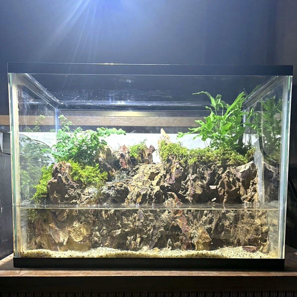 滝の流れるアクアテラリウム　イモリウム　No.1140