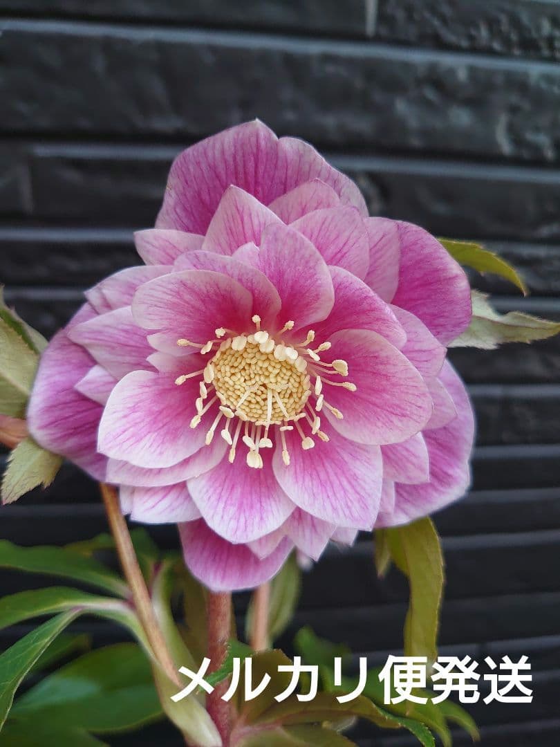 広瀬園芸　クリスマスローズ　Ａ