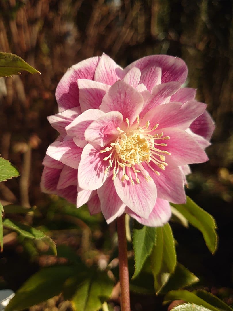 広瀬園芸　クリスマスローズ　Ａ