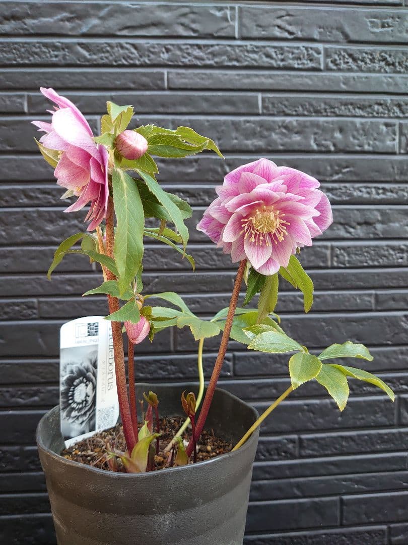 広瀬園芸　クリスマスローズ　Ａ