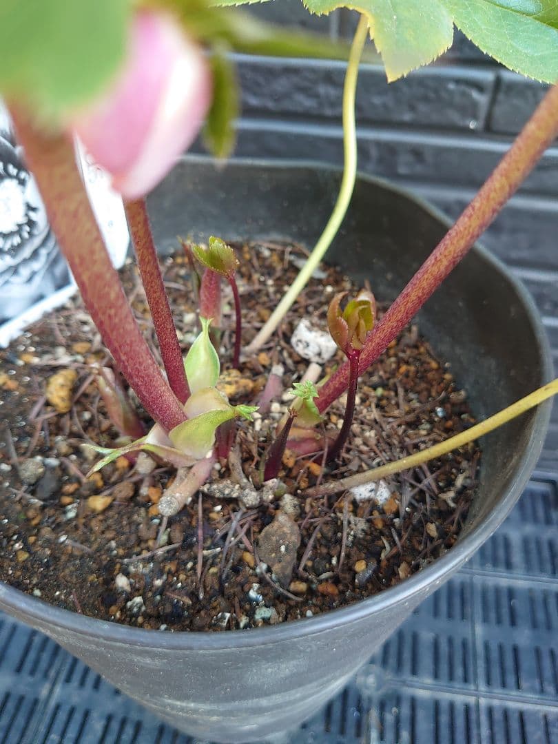 広瀬園芸　クリスマスローズ　Ａ