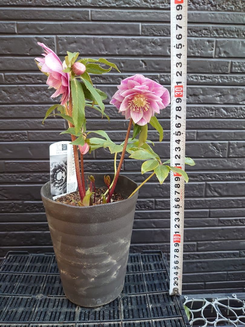 広瀬園芸　クリスマスローズ　Ａ