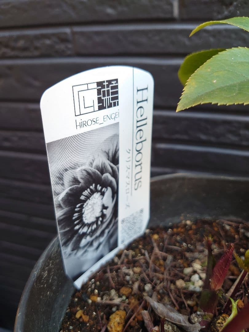 広瀬園芸　クリスマスローズ　Ａ