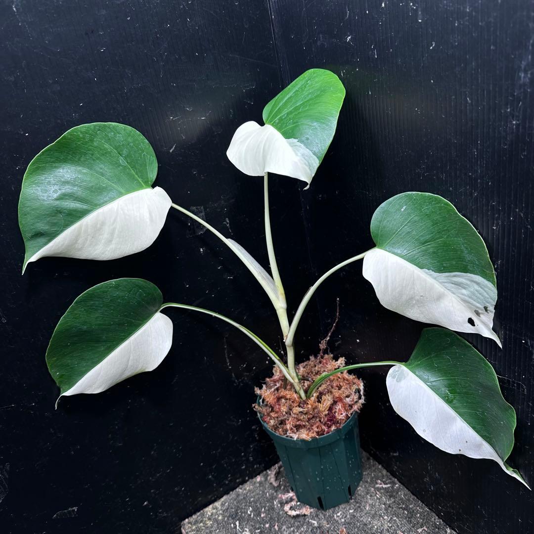 f*k様 モンステラ斑入りハーフムーンホワイトタイガー極美斑入り　　 51cm