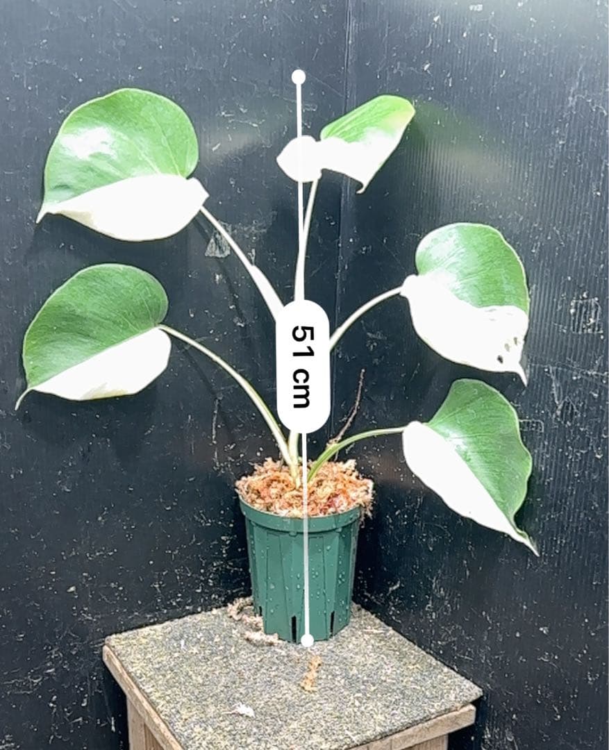 f*k様 モンステラ斑入りハーフムーンホワイトタイガー極美斑入り　　 51cm